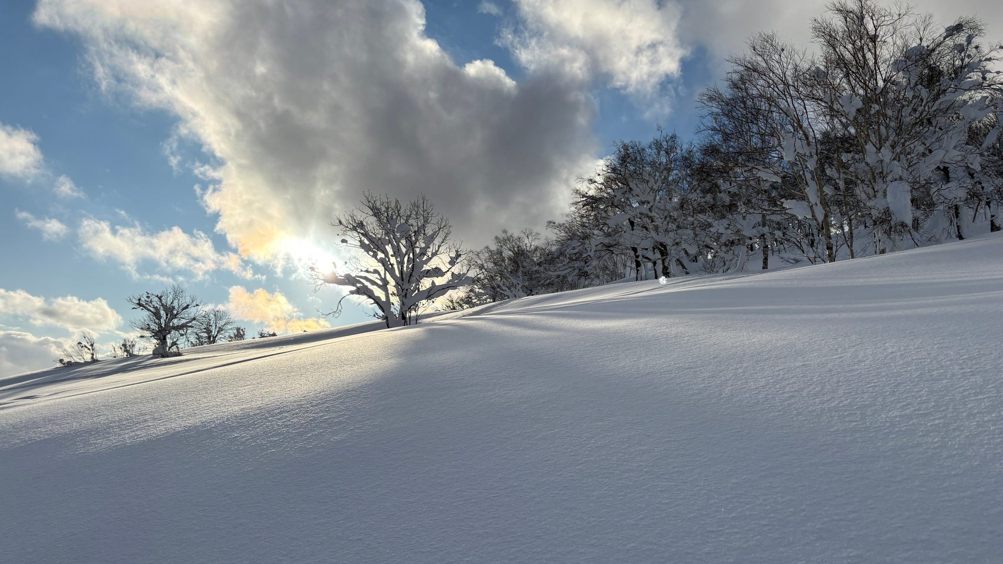 Pala de neu pols entre bedolls, Hokkaido